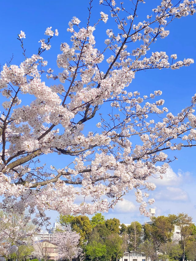 🌸 Tokyo Cherry Blossom Season | Fun at Fushimi Park Sakura Festival & Windmill Night Views