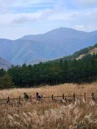 영남알프스의 관문, 가을 억새로 유명한 간월재🍂