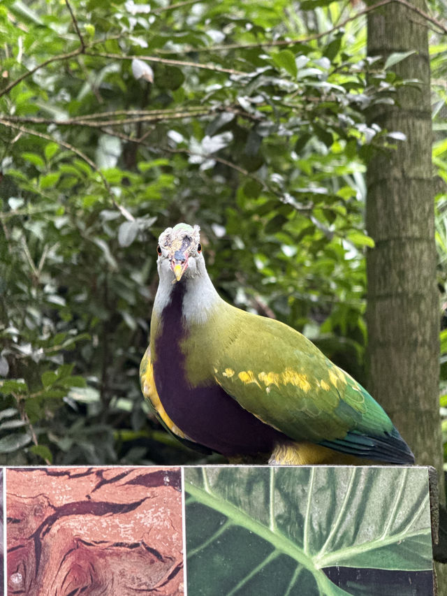 澳洲雪梨市區最大的動物園