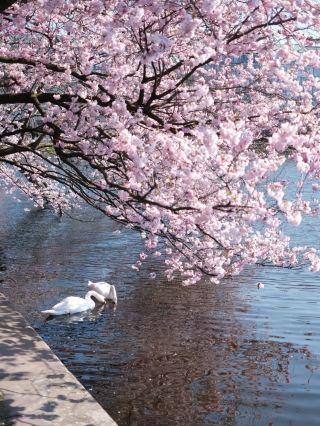 🇩🇪Hanami in Hamburg — Cherry Blossom Magic by Alster Lake