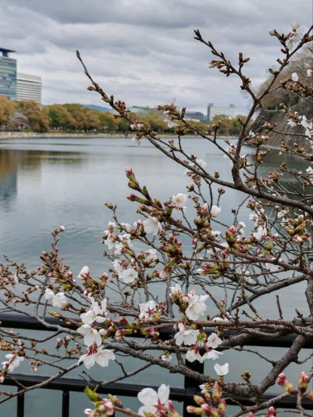 大阪城公園历史與自然的完美融合