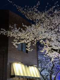 Jeju Island's Cherry Blossoms are So Beautiful, They Leave You Speechless! 🌸😱
