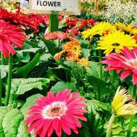 Cameron Highlands Flora Park: A Floral Wonderland in Malaysia