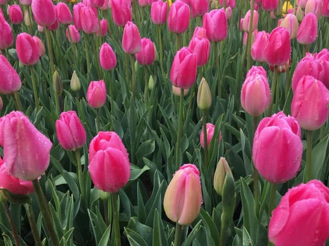 土耳其-4月不容錯過的鬱金香花季（居爾哈尼公園、埃米爾甘公園）