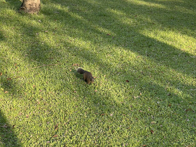 台北大安森林公園の繡球花仙境｜免費打卡＋偶遇松鼠小驚喜🐿️