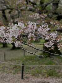 Chillin Under the Blossoms