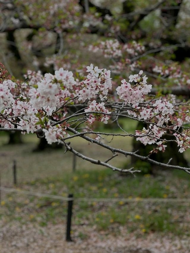 Chillin Under the Blossoms