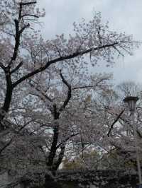 จุดชมซากุระปราสาทโอซาก้า(Osaka Castle) 