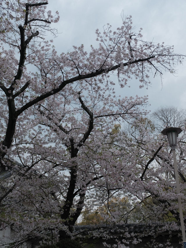จุดชมซากุระปราสาทโอซาก้า(Osaka Castle) 
