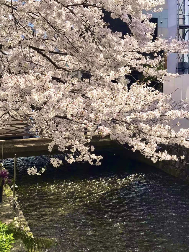 沖繩的早春驚喜：櫻花與藍天的邂逅🌸