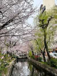 Chillin’ Under the Blossoms