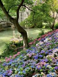 Real Footage of Suzhou Tiger Hill Flower Viewing Route (No Mountain Climbing, Less Crowded)