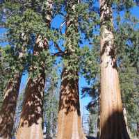 Sequoia National Park – CA