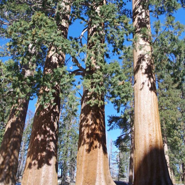 Sequoia National Park – CA