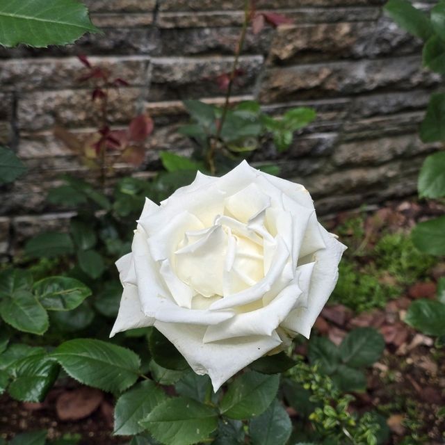 癒しスペース🌱🌹