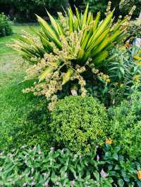 香港｜動植物公園向日葵季｜陽光燦爛的花海回憶