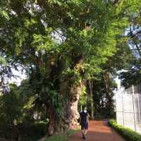 Fort Canning Morning & a Flaky Start at Tiong Bahru Bakery