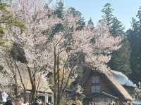 🏞️ 春の息吹に包まれる世界遺産：白川郷合掌造り集落 🌸🏯