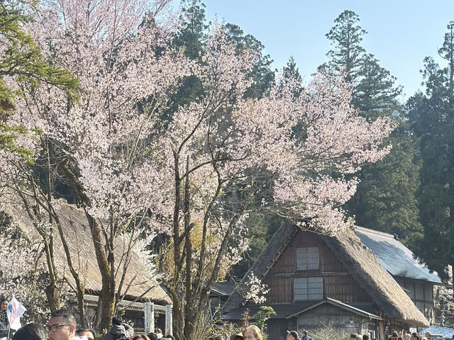 🏞️ 春の息吹に包まれる世界遺産：白川郷合掌造り集落 🌸🏯