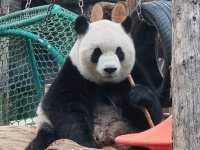  My Beijing Zoo Panda Experience 🐼