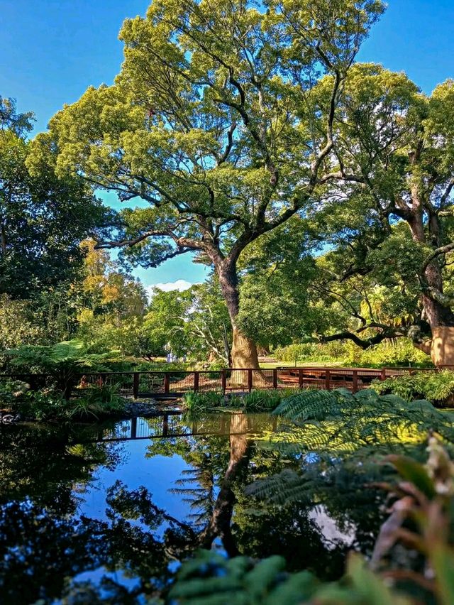Arderne Gardens: Romance and Roots in Cape Town’s Leafy South