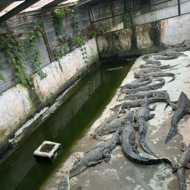 Lets Watch Croc’s Bite! 🐊