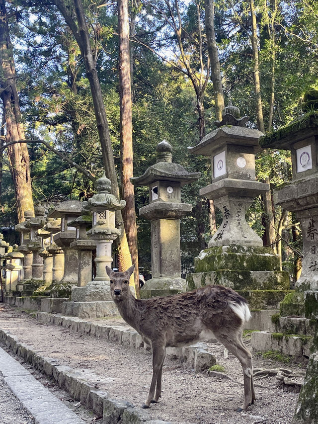 奈良｜春日大社的神鹿與浪漫 細數旗下神秘的壺神神社、拍子神社
