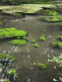 Blue Springs, NZ