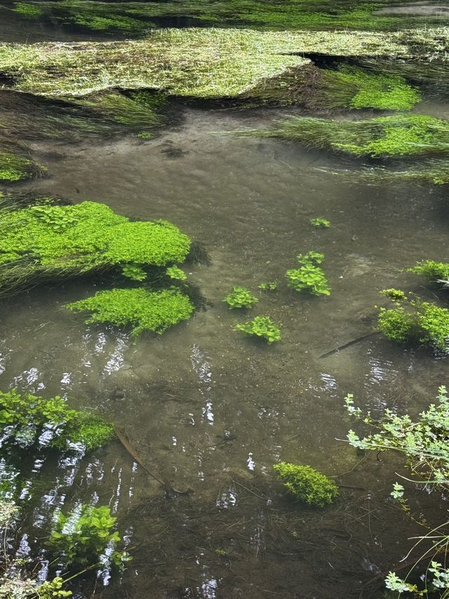 Blue Springs, NZ