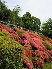 Japan in 12 days!