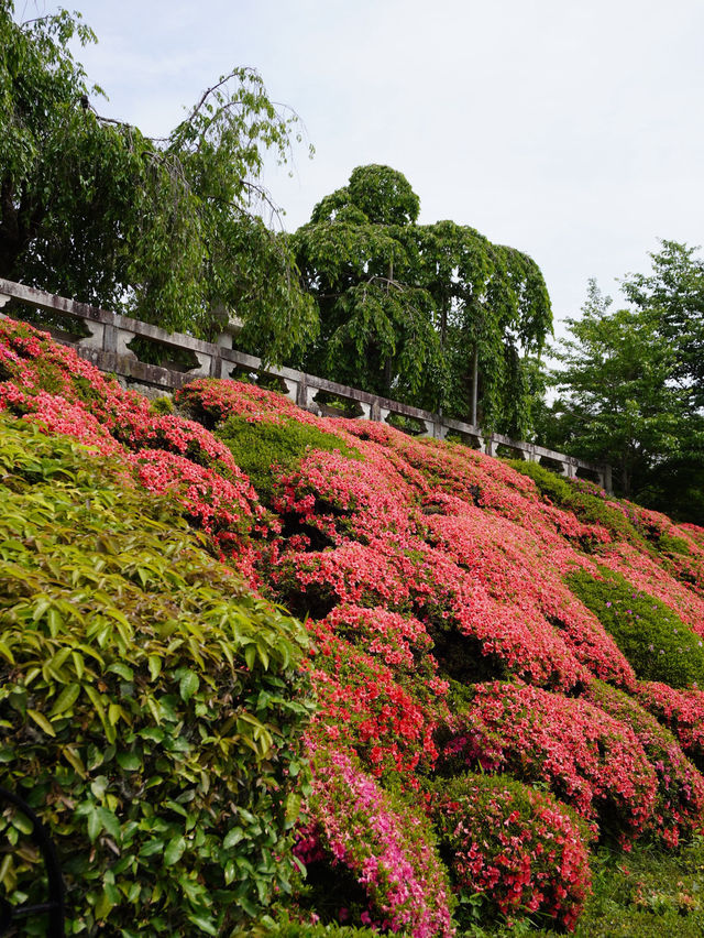 Japan in 12 days!