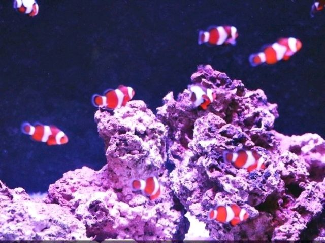 國立海洋科技博物館以基隆室內展覽，可以讓小朋友玩遊戲和手工DIY活動