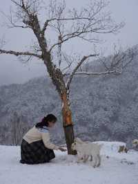 겨울 낭만 가득했던 태백 몽토랑 산양목장🐏🤍