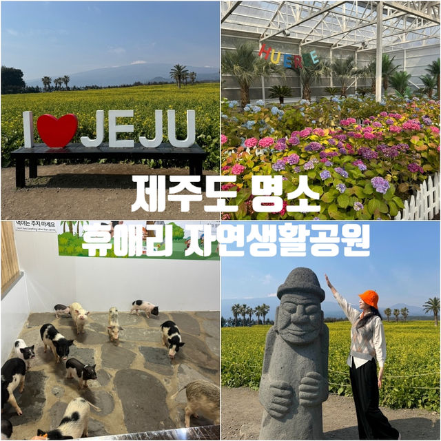 휴애리 유채꽃밭 – 제주 봄을 온몸으로 느낀 시간