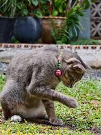 คาเฟ่ลับในจันทนิมิต "เรือนเล็ก"