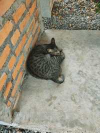 ที่พักสไตล์ฟาร์มสเตย์ ไม่ไกลจากม.พะเยา