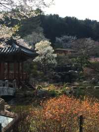 봄의 수목원