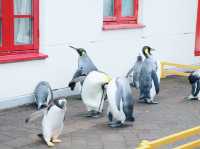 與企鵝🐧一起散步 ….登別 海洋公園 