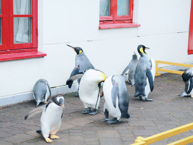 與企鵝🐧一起散步 ….登別 海洋公園 
