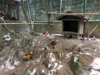 Farm In The City KL – A Fun and Hands-On Experience for the Whole Family