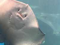 【越前松島水族館でふれあい満喫🐬】海の仲間と過ごす癒しの時間🌊✨