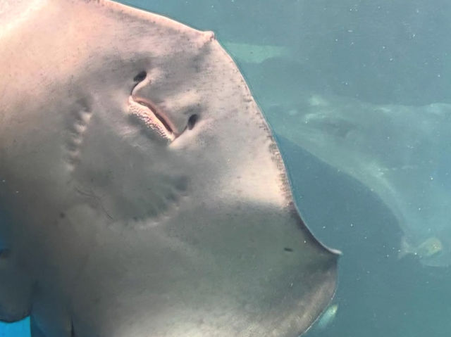 【越前松島水族館でふれあい満喫🐬】海の仲間と過ごす癒しの時間🌊✨