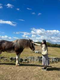 🇳🇿 Fluffy Friends & Open Fields – A Day at Ambury Regional Park