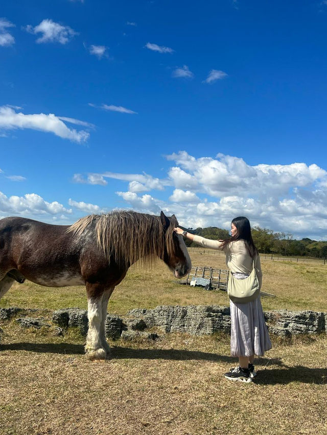 🇳🇿 Fluffy Friends & Open Fields – A Day at Ambury Regional Park