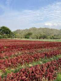 2 Days in Khao Yai: Wine, Flowers & Hidden Gems – My Private Tour Experience from Bangkok 🍷🌻