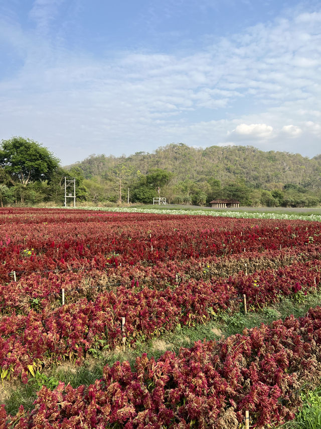 2 Days in Khao Yai: Wine, Flowers & Hidden Gems – My Private Tour Experience from Bangkok 🍷🌻