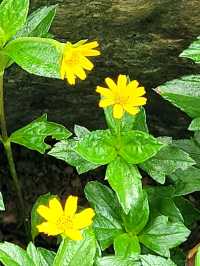 The blooming flora of Bukit Batok Town Park