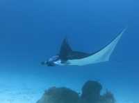 Diving liveaboard sokaraja