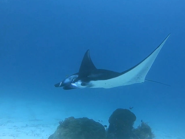 Diving liveaboard sokaraja