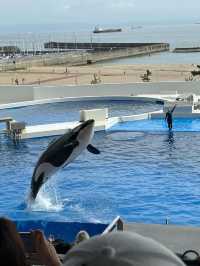 【神戸須磨シーワールド】海の仲間たちと感動体験！新しく生まれ変わった水族館旅🐟✨
